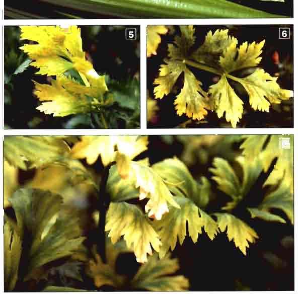 (2002) Pecíolos de hojas adultas Limbo foliar Pecíoto de hoja adulta N (%/ms) 1,62,0 3,2-4,6 1,2-2,5- P (%/m.s) 0,3-0,6 0,35-Q4 0.30,4 K (%/m.s) 8,6-10 3,2-5,0 6,2-7,8 Ca (%/m.