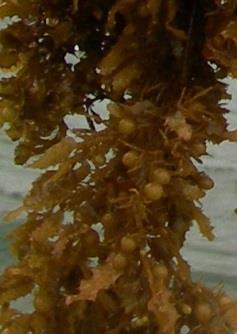 Similar a las plantas terrestres, hay algas con ciclo de vida limitado (como especies de Ulva, Dyctiota y Gracilaria) y hay otras más bien perennes (como especies de Sargassum y Kappaphycus).