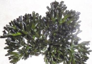 Codium (Codium taylorii, C. tomentosum, C. edule) Pelillo, espinaca de mar (Cladophora laetevirens) Lechuga de mar, nori verde (Ulva lactuca) También U. fasciata, que crece más alargada.