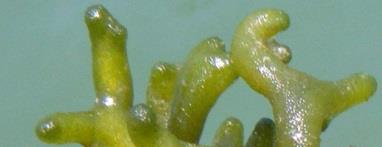 Crecen en fondos poco profundos donde las corrientes no sean muy fuertes. Alga carnosa y esponjosa, de consistencia elástica y textura aterciopelada.