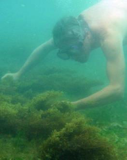 FOTO 5. Recolección: del fondo (a); de arribazón (b); y de algas flotando sueltas (estas en el Mar Rojo) que llegan luego a las playas en forma de arribazones (c).