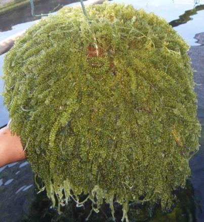 Algas verdes producidas en estanques de concreto en Tailandia, Caulerpa racemosa (a) y Ulva lactuca (b) que son frágiles y su cultivo directamente en el mar requiere