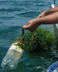 4.4 Cosecha y transporte de algas Luego de determinar que los cultivos han crecido lo necesario, lo cual varía según la especie e incluso según las demandas del mercado, se inicia con la cosecha que