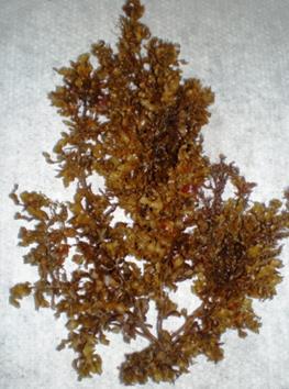 La mezcla molida de las tres especies descrita arriba (Sargassum, Ulva y Gracilaria) para licuar en jugos de fruta y vegetales; y, La mezcla encapsulada de las mismas tres especies.