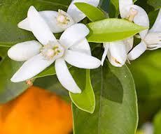 Aceite Esencial de Nerolí: La flor del Naranjo amargo (Citrus aurantium), llamada Nerolí, es una bella flor de color blanco o rosa pálido.