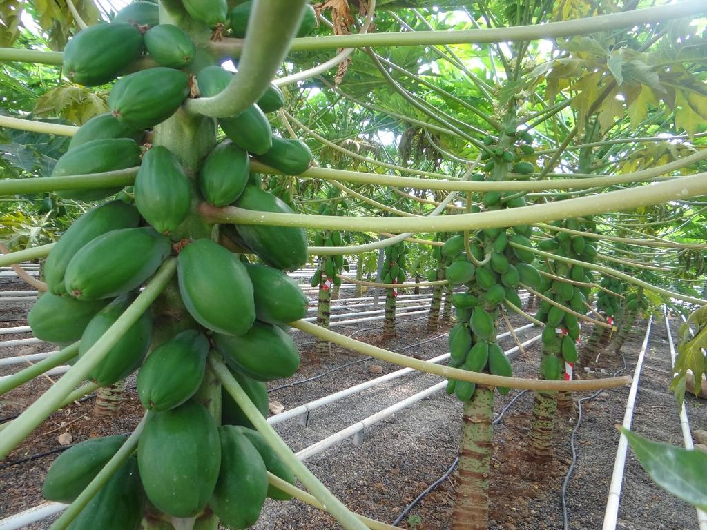 La mayor parte de la producción de papaya se concentra entre los 23 de latitud N y S, aunque su cultivo se extiende hasta los 32 N y S, en zonas protegidas a nivel del mar.