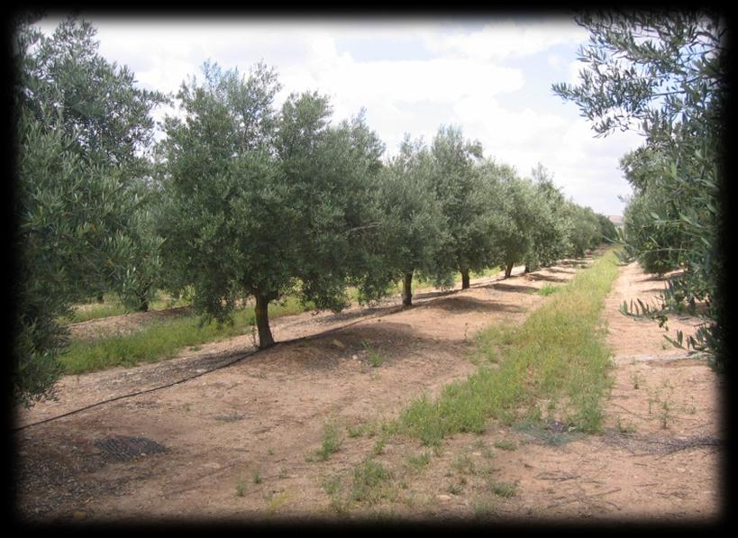 1.- Introducción El riego es una práctica de cultivo que tiene una gran implantación en el olivar desde los años 90, con una gran repercusión sobre la producción de aceituna (Foto 1).