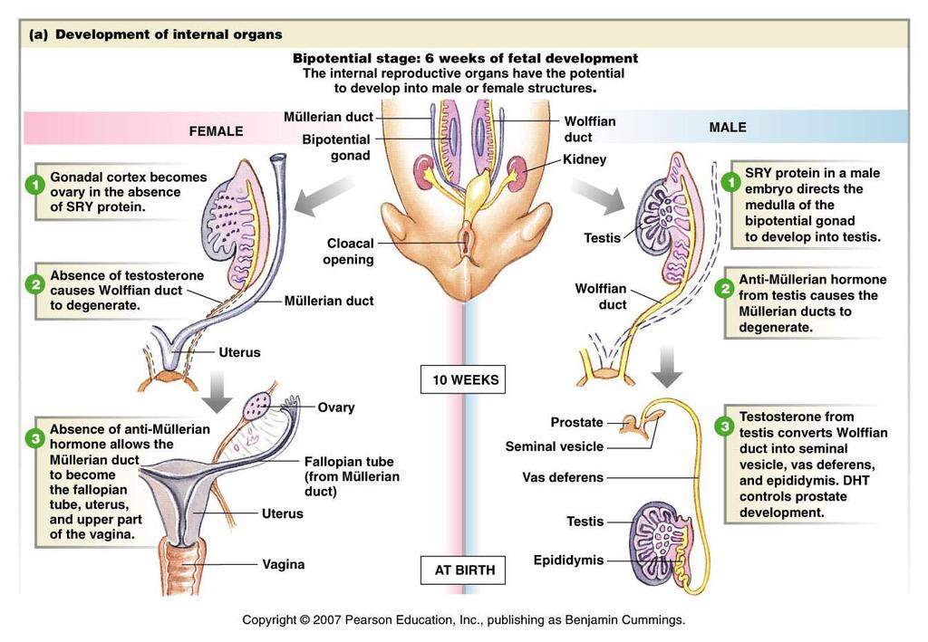 La diferenciación sexual se produce durante el 2º mes de desarrollo ( 7º semana). Antes de la diferenciación, los tejidos embrionarios son bipotenciales.