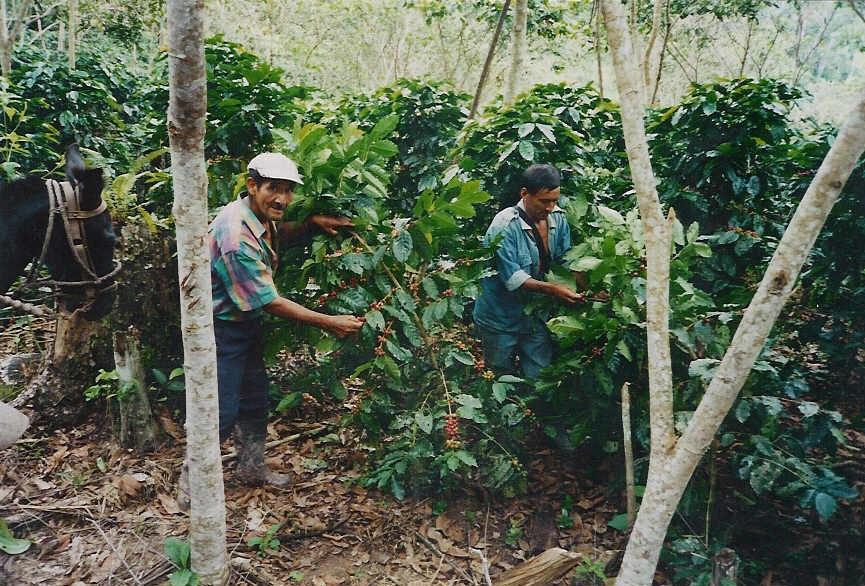 Cosecha es selectiva. PERU : GENERALIDADES El beneficio húmedo del café se realiza en un 95% de manera individual.