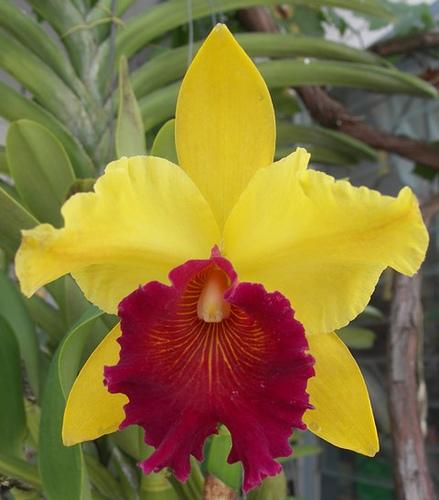 O. Orchidales