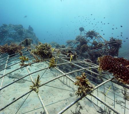 El australiano Rani Morrow-Wuigk frente a la costa norte de Bali restauró arrecifes, después de 11 años, 60