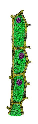 Tipos celulares del floema Células parenquimáticas Elemento del tubo criboso Célula anexa