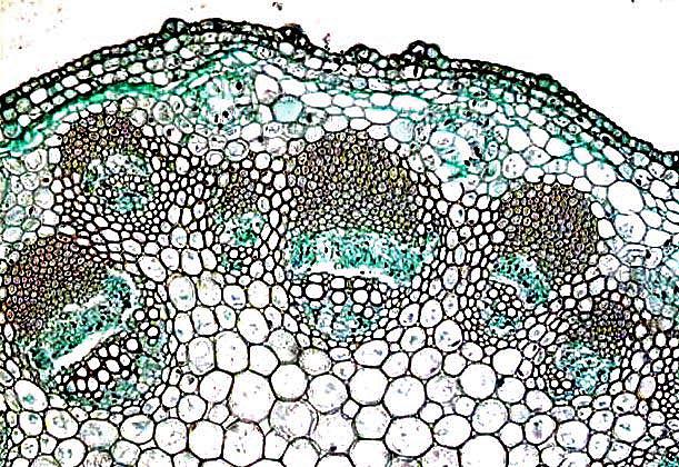 Médula Floema Detalle del sistema vascular de un tallo