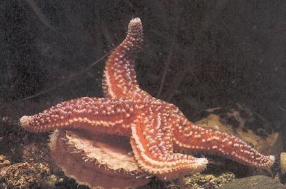 Las estrellas de mar, erizos de mar