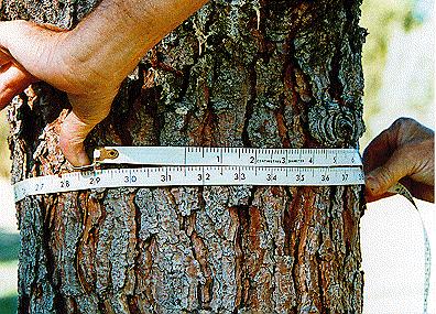 Cintas de medición La cinta métrica sirve para medir indirectamente el diámetro de los árboles. Se coloca a 1.3 m del altura alrededor del tronco del árbol. El valor es dividido por PI (3.1415.