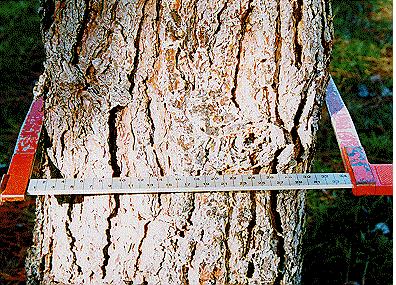 Forcípula Las forcípulas están elaboradas de un brazo fijo, una escala y un brazo móvil. El brazo fijo es colocado al lado del tronco del árbol, a la altura deseada.