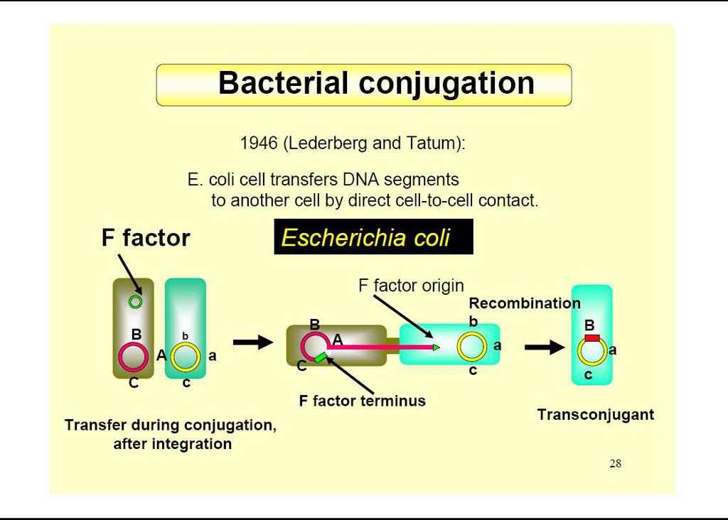 Características esenciales El plásmido conjugativo utiliza el mecanismo de conjugación para: 1-transferir copias de si mismos 2-transferir el cromosoma de la célula donadora,