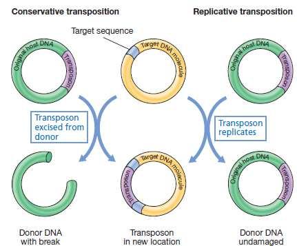 Mecanismo de transposición: conservativo o replicativo La transposasa inserta el transposón (lila) en