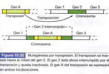 Mutagénesis por transposones Cuando un transposón se inserta en el interior de un gen, ese gen sufre una mutación Las mutaciones auxótrofas debida a inserción de