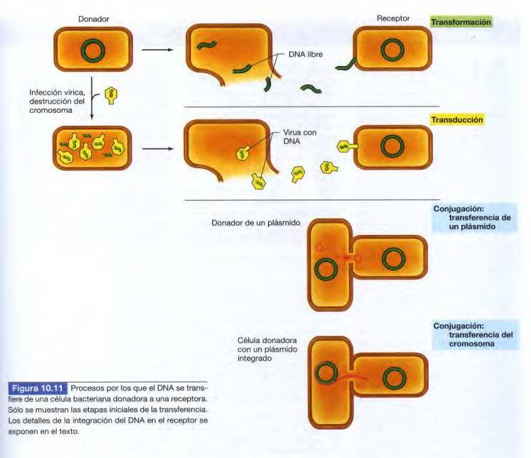 Intercambio genético en procariotas Tomado de Brock. Microbiología de los microorganismos.