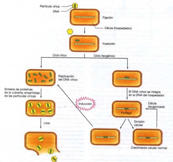 Pseudomonas, Salmonella, Staphylococcus Bacteriófago Bacteriófagos: Ciclo