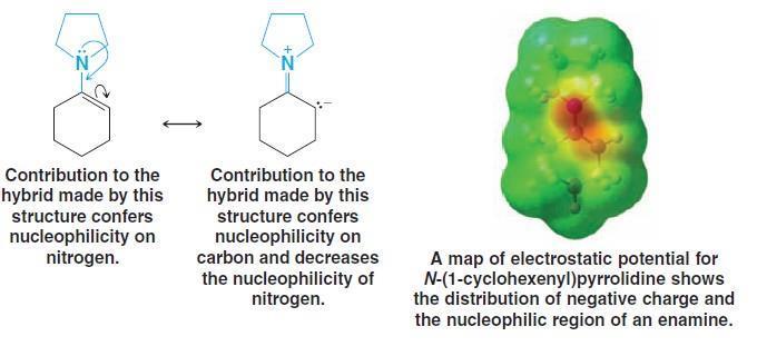 La contribución al híbrido de resonancia hecha por esta estructura confiere nucleofilicidad sobre el N La contribución al híbrido de resonancia hecha por esta estructura confiere nucleofilicidad