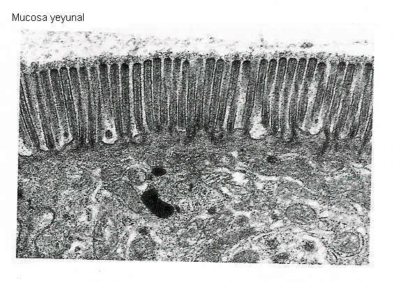 Encontraremos células madre, caliciformes, cilíndricas, APUD y las llamadas células de Paneth o Muscular de la mucosa: Formada por dos capas de músculo