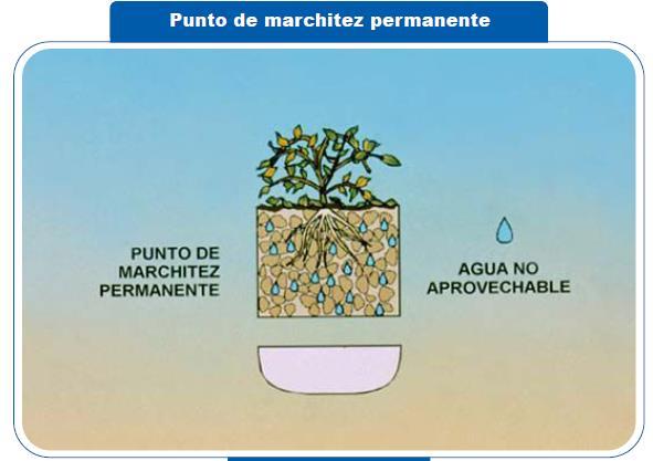 DEFINICIÓN DE PUNTO DE MARCHITAMIENTO PERMANENTE El PMP es el porcentaje de humedad en el cual la planta no puede extraer más agua del suelo,