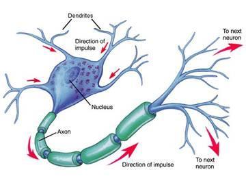 Pág. 46 Nº 46 Qué son las neuronas?