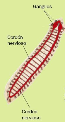 Sistemas nerviosos Invertebrados complejos Ejemplo: (platelmintos y anélidos), Invertebrados complejos Sus neuronas se agrupan en ganglios, y sus prolongaciones forman