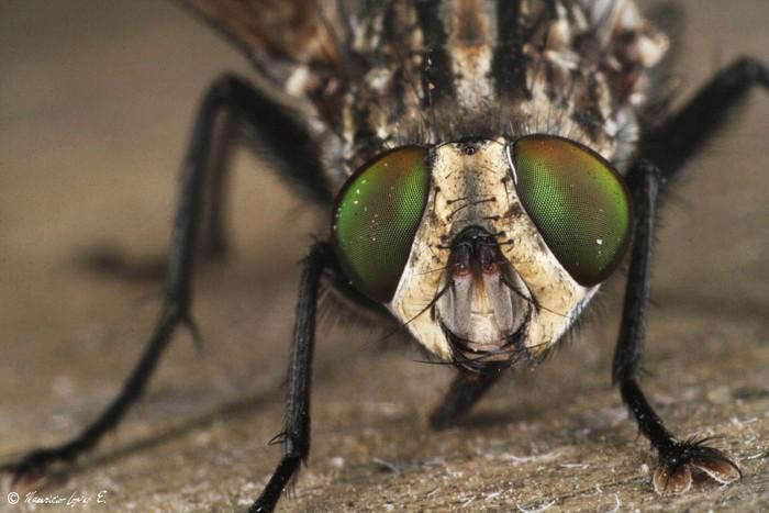Otros son más complejos, como los ojos compuestos de los insectos formados por numerosos ojos simples, los