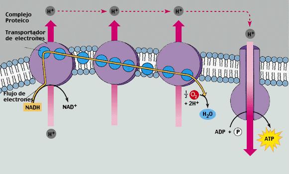CADENA DE TRANSPORTE DE ELECTRONES FOSFORILACIÓN OXIDATIVA Ocurre en la membrana interna de la mitocondria.