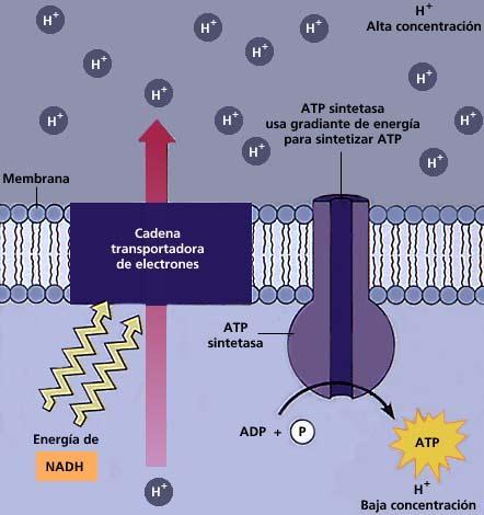 ATP sintetasa