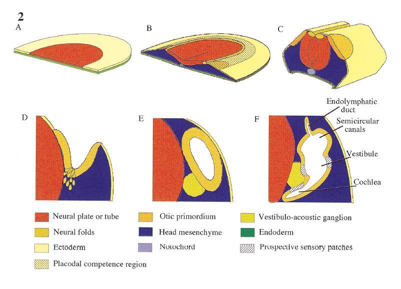 Etapas tempranas de desarrollo El placode ótico se encuentra cercano a la parte posterior del cerebro localizado en la superficie ectodérmica cercana al tubo neural, observable en un estadio 3-6 del