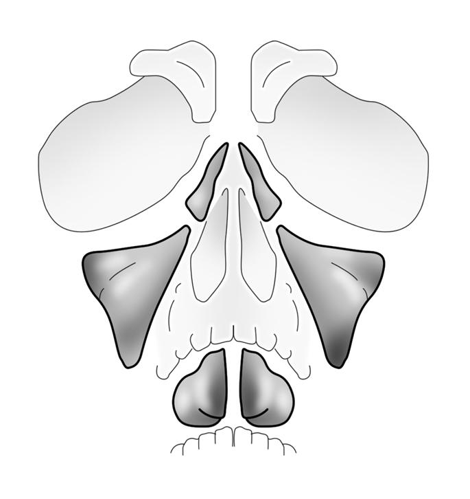 Exploración de la nariz, los senos paranasales y la rinofaringe 197 Radiología Radiología simple La radiología simple resulta útil para detectar contenido líquido y engrosamientos de la mucosa, en