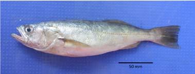 Lampanyctus omostigma pez linterna ; 7.