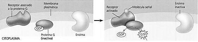 Receptores acoplados a proteínas G: Son proteínas transmembrana que se pliegan hacia adelante y hacia atrás siete veces dentro de la membrana plasmática.
