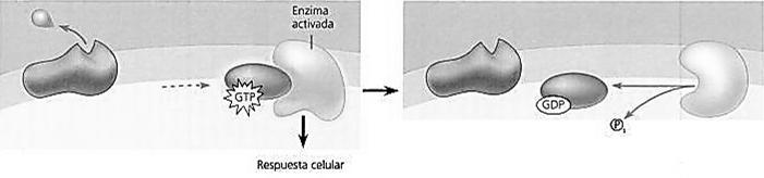 La parte externa del receptor tiene un lugar de unión para el ligando y la parte del receptor que se extiende hacia el citosol tiene un sitio de unión para una proteína G especifica.