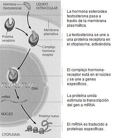 Ilustración 9. Receptores intracelulares.