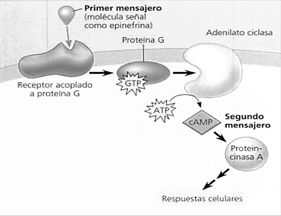 Ilustración 10. Señalización mediada por camp. El primer mensajero activa a un receptor asociado a una proteína G, la que activa a una proteína G específica.