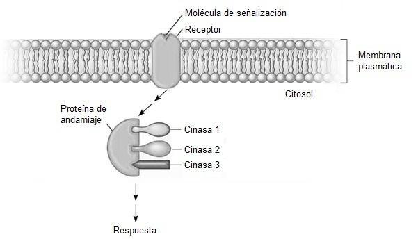 Ilustración 13. Proteínas de andamiaje. La proteína de andamiaje que se muestra aquí se une simultáneamente a un receptor de membrana de forma específica y a tres proteínas quinasas diferentes.