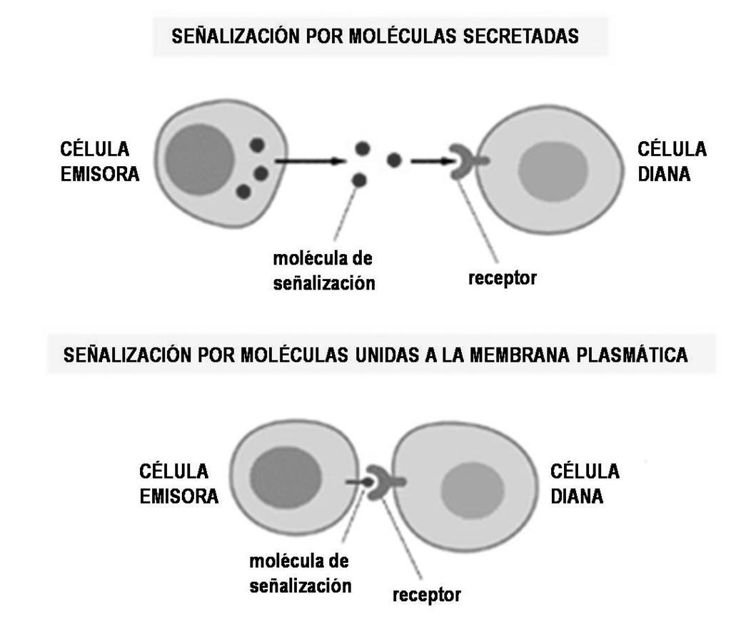 Componentes de la señalización celular Generalmente, todo proceso de comunicación tiene tres componentes principales: un emisor, un mensaje y un receptor.