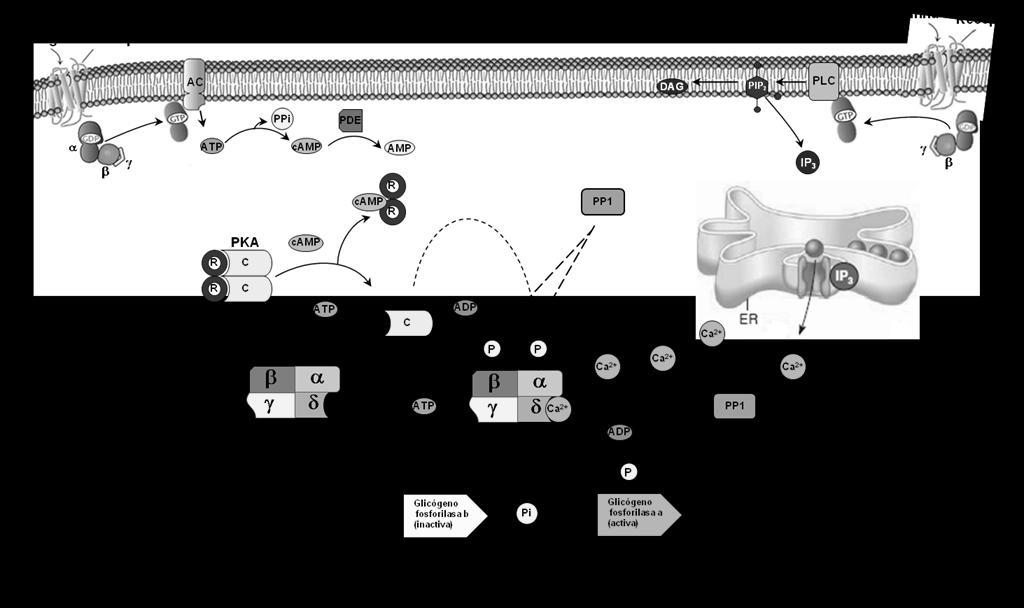 Ilustración 19. La vía de transducción de señales del glucagón y la epinefrina.
