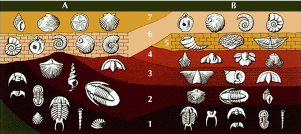 Fósiles y Correlación Vincular rocas de edad similar en regiones diferentes se