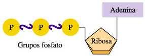 ATP ATP: 5 -Adenosina trifosfato: Enlace fosfoanhidro Enlace fosfoéster Adenina 5 -Adenosina