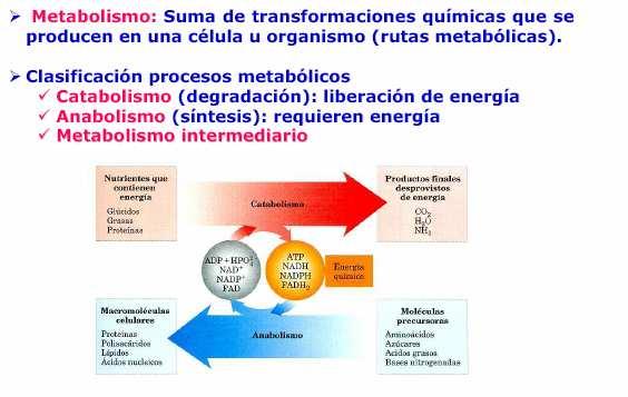 Introducción n al metabolismo Nutrientes que contienen energía Catabolismo