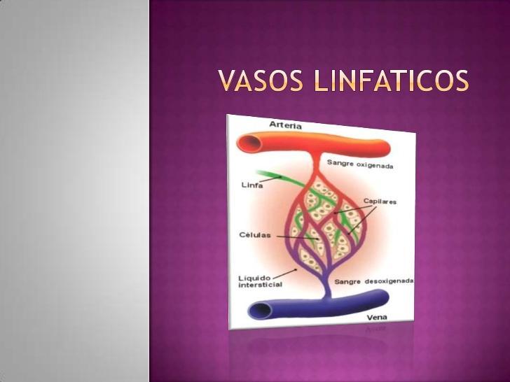 Más del 70% del plasma que transcurre por el lecho capilar arterial filtra al espacio tisular. Una fracción del líquido extracelular retorna a la vénula.