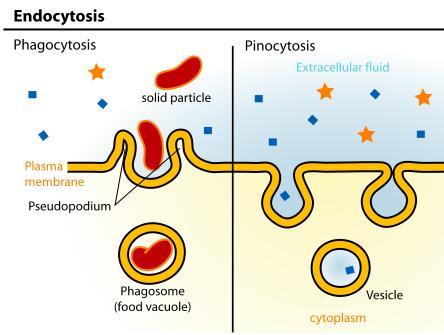 Fagocitosis: Neutrófilos y