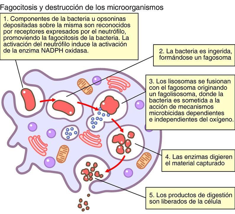 Fagocitosis y mecanismos microbicidas del NEUTROFILO