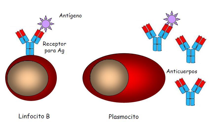 LB y plasmocitos secretores de Acs